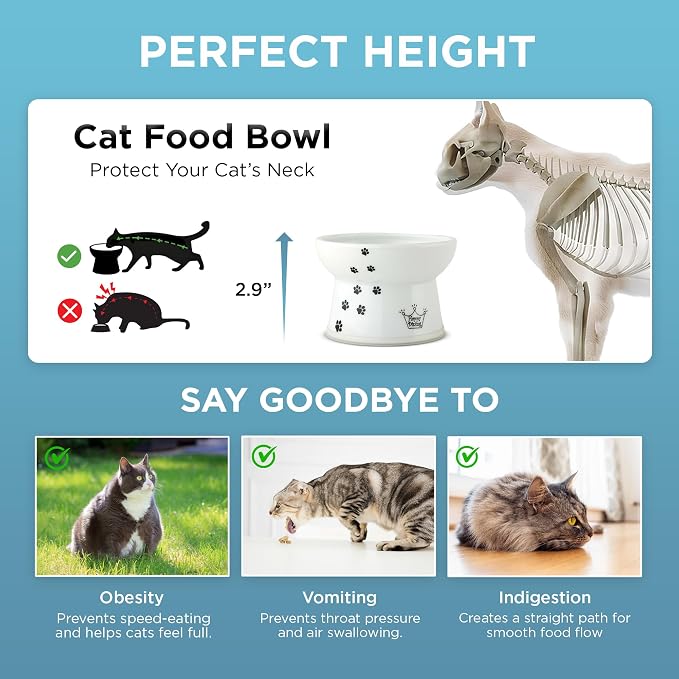 Necoichi Raised Cat Food Bowl – Ceramic Elevated Cat Bowl for Whisker & Neck Fatigue, Dishwasher Microwave Safe – Non-Slip & Anti Vomiting Ergonomic Design (Cats, Regular, 1-Cup Capacity)