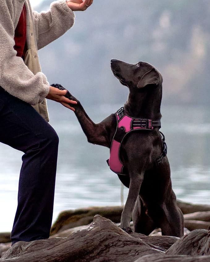 6FT Double Handle Dog Leash for Training and Dog Harness (Chest: 17-34"), Reflective Leashes for Medium Dogs and Adjustable Soft No Pull Harness (Hot Pink,L)