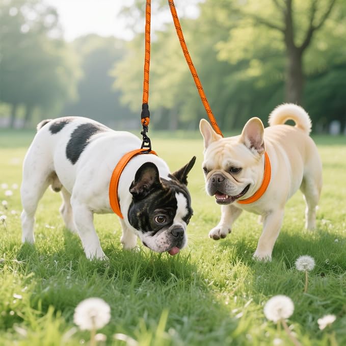 Taglory Double Dog Leash Coupler for Two Dogs, 1/3" Lightweight Dual Leash Extension for Small and Medium Dogs, No Tangle 360° Swivel, Reflective Rope, 30 Inch, Orange