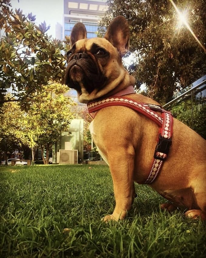 Blueberry Pet 4 Colors Soft & Comfy 3M Reflective Jacquard Padded Dog Harness, Chest Girth 16.5" - 21", Marsala Red, Small, Adjustable Harnesses for Dogs