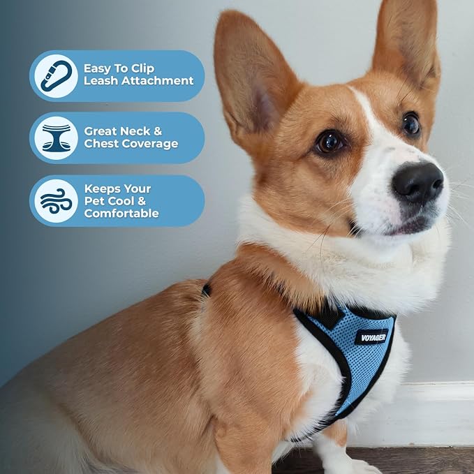 Best Pet Supplies Voyager Step-in Lock Pet Harness w Reflective Pet Leash Combo Set with Neoprene Handle 5ft - Supports Small, Medium and Large Breed Puppies/Cats - Baby Blue/Black Trim Set, XL