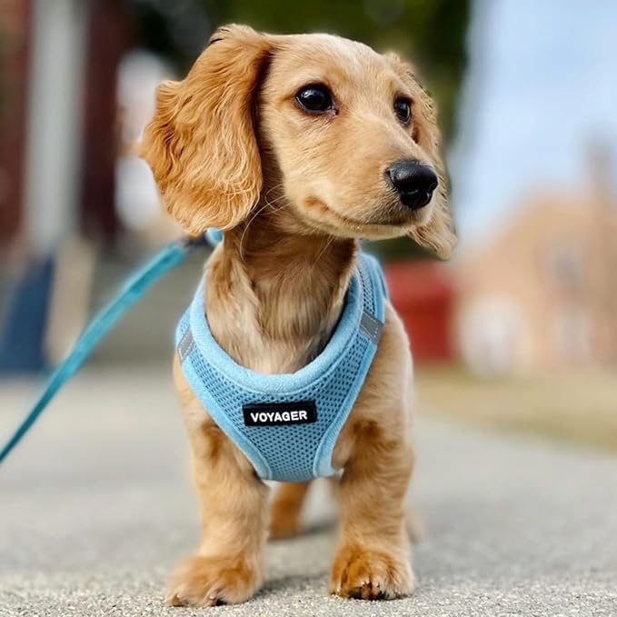 Best Pet Supplies Voyager Step-in Air All Weather Mesh Harness and Reflective Dog 5ft Leash Combo with Neoprene Handle, for Small, Medium and Large Breed Puppies - Baby Blue, Large