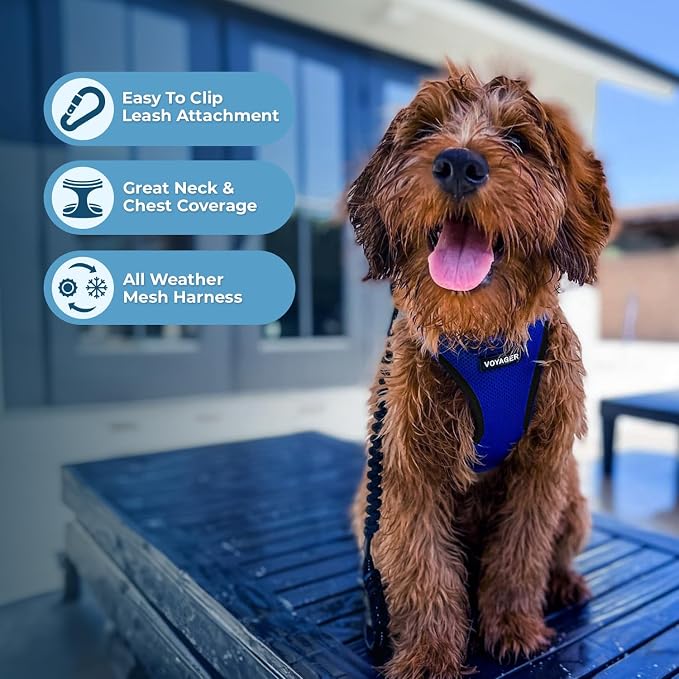 Best Pet Supplies Voyager Step-in Air All Weather Mesh Harness and Reflective Dog 5ft Leash Combo with Neoprene Handle, for Small, Medium and Large Breed Puppies - Royal Blue/Black Trim, Large