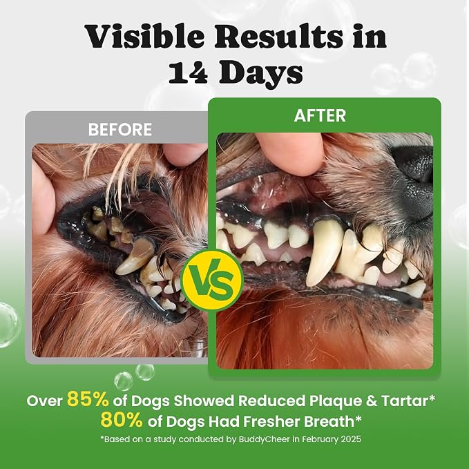 Digestive & Skin Support Chews + Dental Care Powder - Probiotics with Enzymes for Gut Comfort & Itch Ease, Tartar Control & Fresh Breath for Dogs & Cats - 180 Chews + 150g Powder
