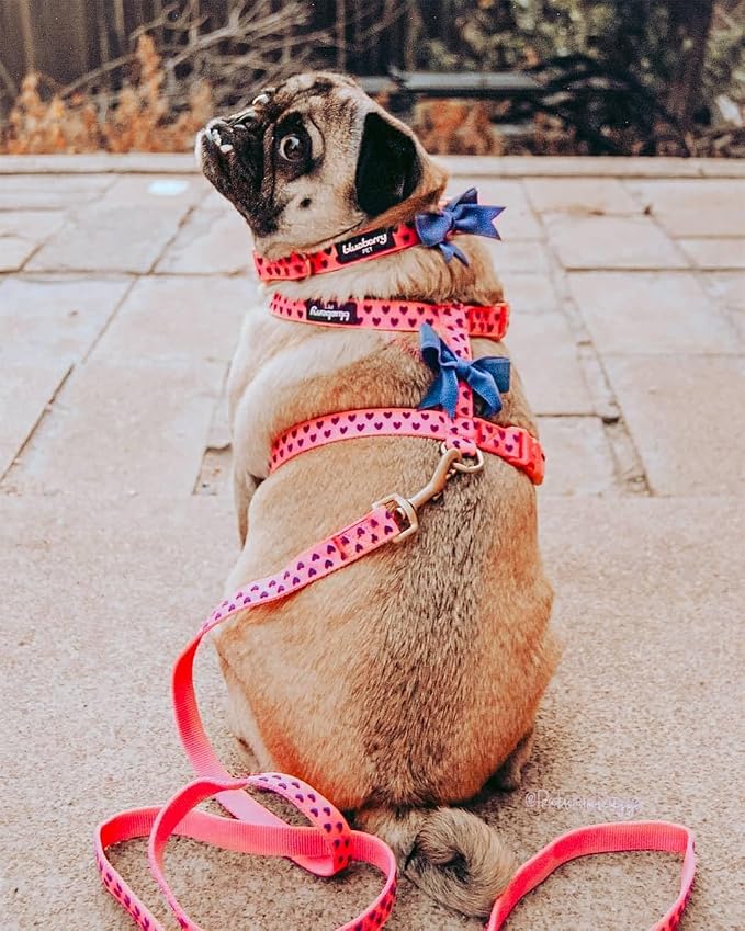 Blueberry Pet Valentine's Day Dog Leash, Velvety Soft-Touch Heart Flocking Lead for Medium Dogs, Gothic Grape, 5 ft x 3/4"