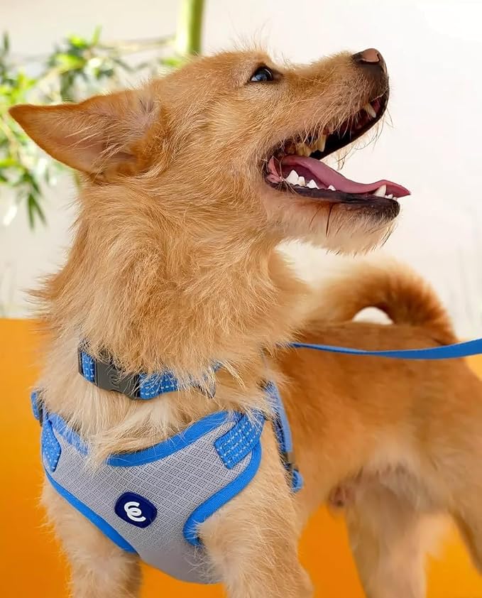 Blueberry Pet Essentials Reflective Dog Harness & Leash & Collar Set, French Blue, Adjustable Dog Collar for Small Dogs, Puppy Essentials, Medium/Large Dog Harness, Cat Leash & Harness Set
