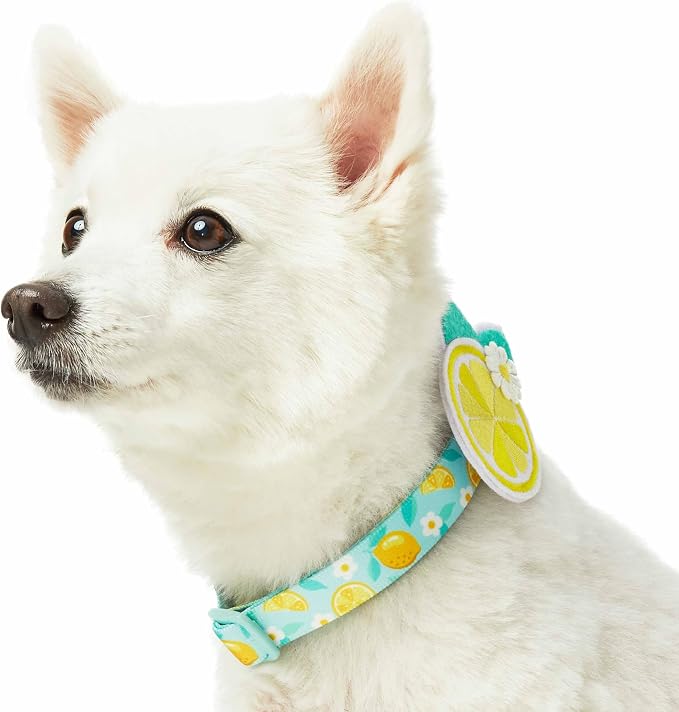 Blueberry Pet Zesty Fruit Dog Collar, Adjustable Small Size, Neck 12”-16”, Refreshing Lemon Print, Summer Citrus Pet Collar