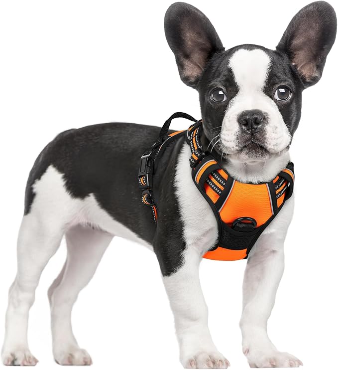 rabbitgoo Dog Harness, No Pull for Small Dogs with 2 Leash Clips, Pet Vest | No Choke with Handle, Adjustable Soft Padded, Reflective, Easy Control for Walking, Orange, Small