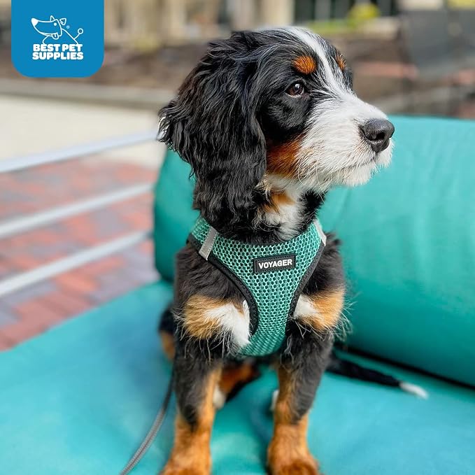 Voyager Step-in Air Dog Vest Harness - Turquoise 2-Tone, X-Small | 13 - 14.5" in Chest, Reflective Bands, All Weather Breathable Air Mesh, Cats Compatible, Lightweight, Fast Drying