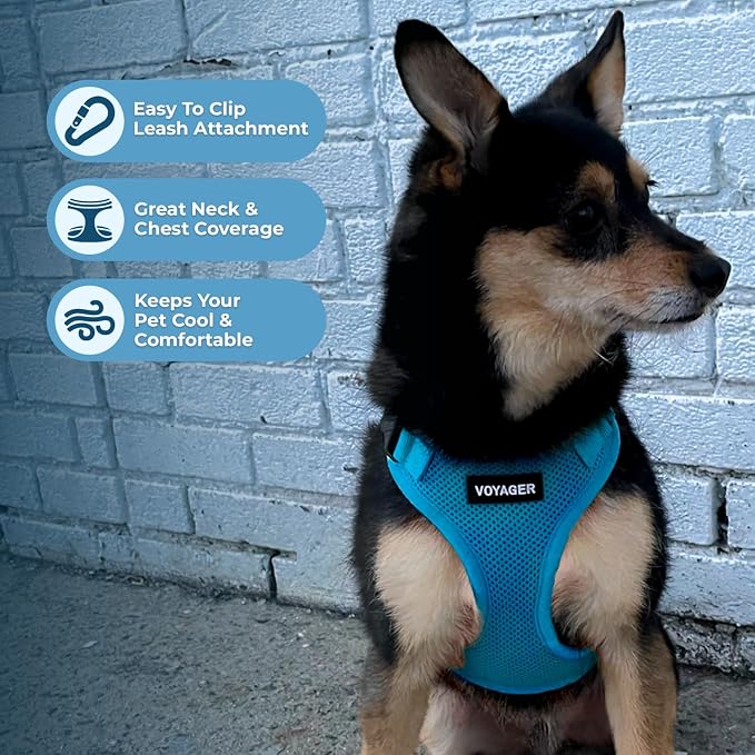 Voyager Step-in Lock Dog Harness - Turquoise, Large | 20 - 25" in Chest, Adjustable, Breathable Air Mesh, Lightweight for Daily Walks, Strong Clips, Heavy Duty D-Ring