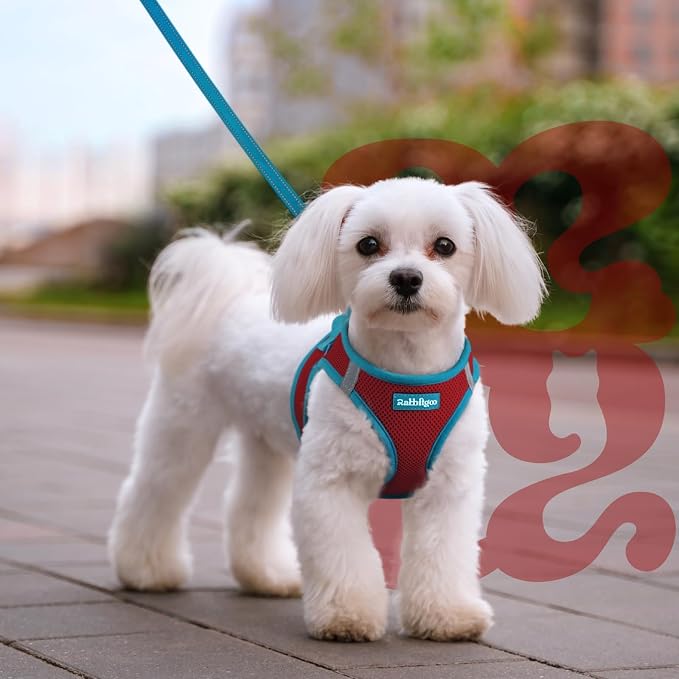 rabbitgoo Dog Harness Small Sized and Leash Set, Step in Soft Vest | Breathable Mesh, Easy Wear with Hook & Loop, Light and Reflective for Walking, Multi-colored, Red & Teal, L