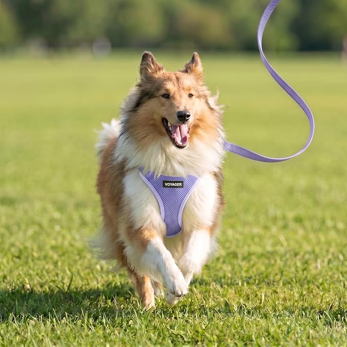 Best Pet Supplies Voyager Step-in Air All Weather Mesh Harness and Reflective Dog 5ft Leash Combo with Neoprene Handle, for Small, Medium and Large Breed Puppies - Lavender, XXS