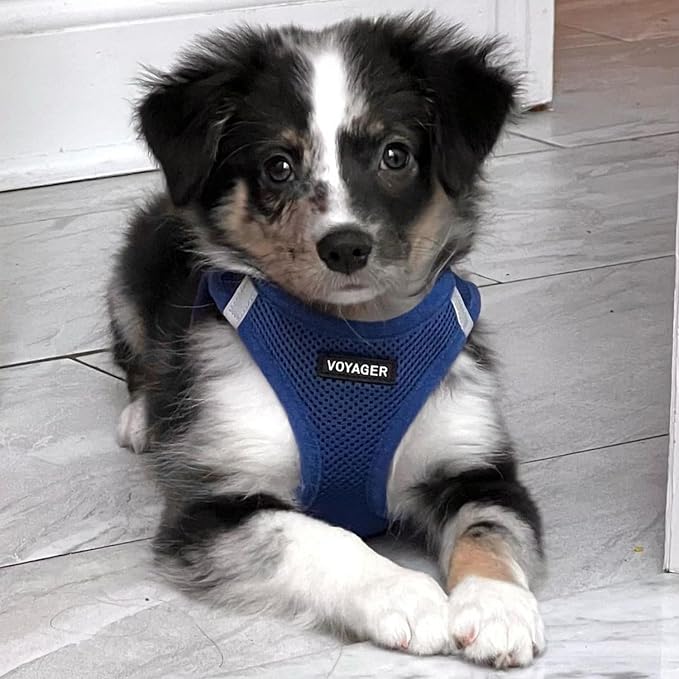 Best Pet Supplies Voyager Step-in Air All Weather Mesh Harness and Reflective Dog 5ft Leash Combo with Neoprene Handle, for Small, Medium and Large Breed Puppies - Royal Blue, XX-Small