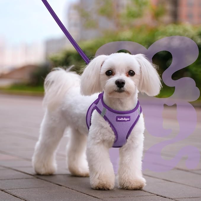 rabbitgoo Dog Harness Small Sized and Leash Set, Step in Soft Vest | Breathable Mesh, Easy Wear with Hook & Loop, Light and Reflective for Walking, Multi-colored, Light Purple & Purple, L