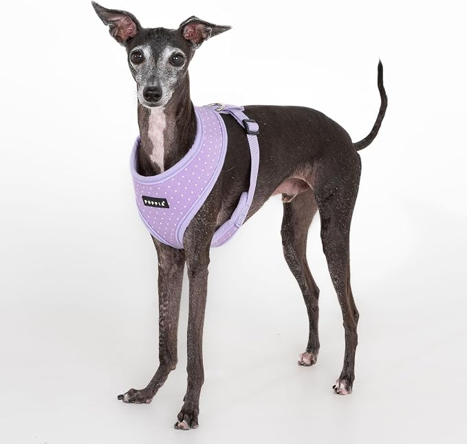 Puppia Dotty Dog Harness A (Over-the-Head) Fashionable Polka Dot Pattern Spring Summer Harness for Small Dogs, Violet, Medium