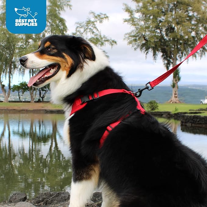 Voyager Step-in Lock Dog Harness - Turquoise, Large | 20 - 25" in Chest, Adjustable, Breathable Air Mesh, Lightweight for Daily Walks, Strong Clips, Heavy Duty D-Ring