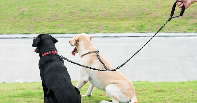 iYoShop Double Dog Leash, 360° Swivel, No Tangle, Medium, 8-35 lbs, Black | Dual Leash for Two Dogs, Split Leash, Shock-Absorbing Bungee, Padded Handle, Heavy-Duty Rope