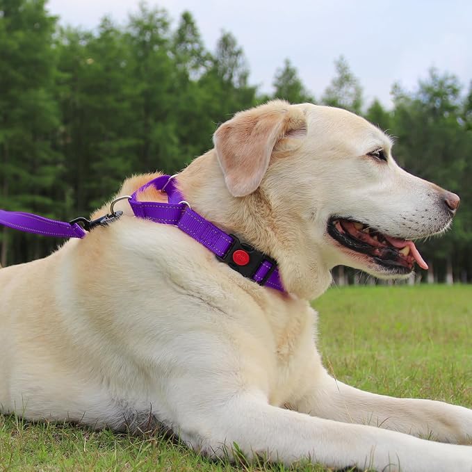 Joytale Martingale Dog Collar(18.5-25"), 6FT Double Handle Dog Leash for Training, Purple