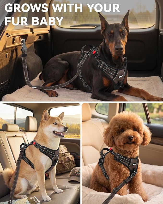 Joytale 3-in-1 Bungee Dog Seat Belt - Brown