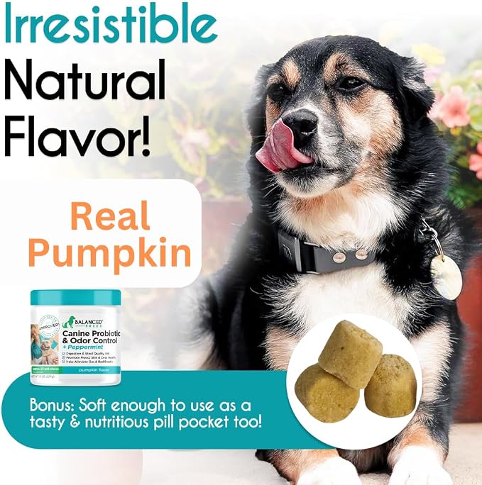 Natural Probiotics Dogs Digestive Health Soft Chews Gut Yeast Odor Control