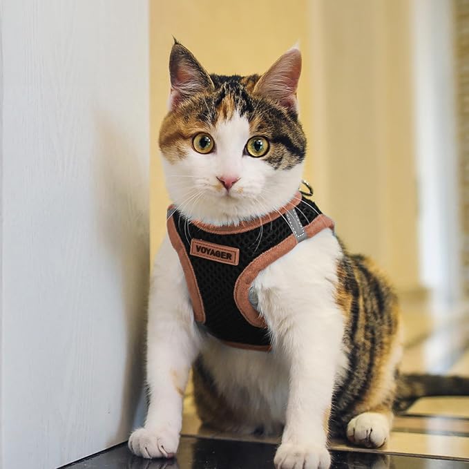 Voyager Step-in Air Dog Vest Harness - Black/Orange Trim, Small | 14.5-16" in Chest, Reflective Bands, All Weather Breathable Air Mesh, Cats Compatible, Lightweight, Fast Drying