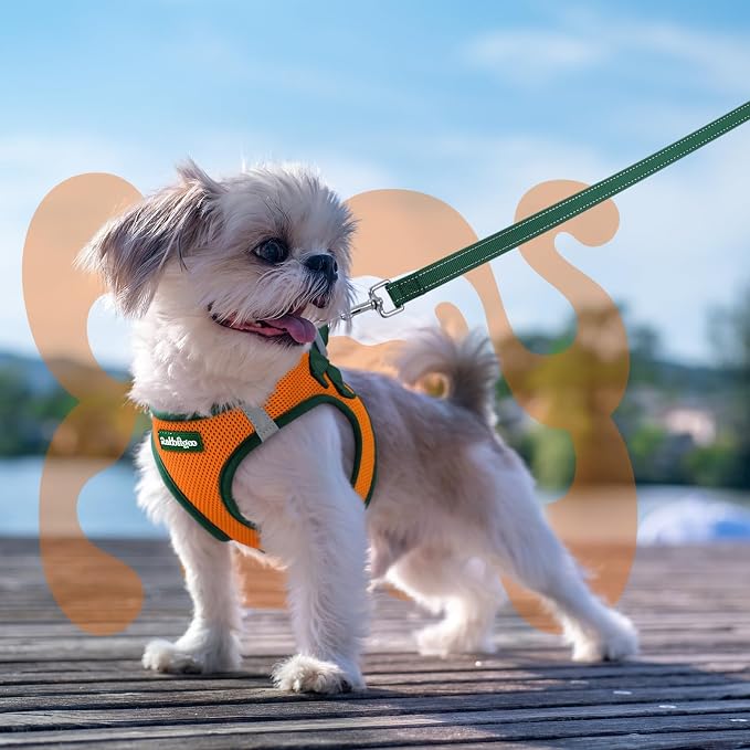 rabbitgoo Dog Harness Small Sized and Leash Set, Step in Soft Vest | Breathable Mesh, Easy Wear with Hook & Loop, Light and Reflective for Walking, Multi-colored, Orange & Dark Green, XXS