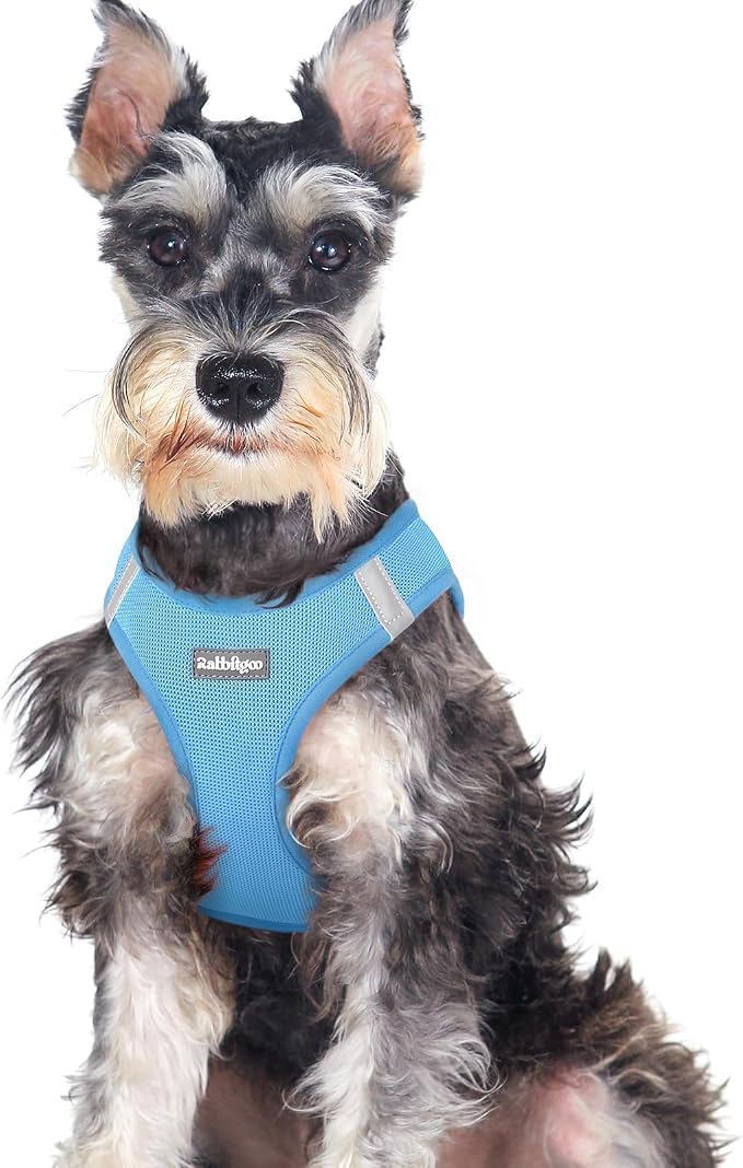 rabbitgoo Step-in Small Dog Harness, Puppy Vest for Medium Sized Pet | Easy Put on and off, Lightweight, Soft, Breathable Quick-Dry Air Mesh for Comfortable Secure Walking, Blue XXL