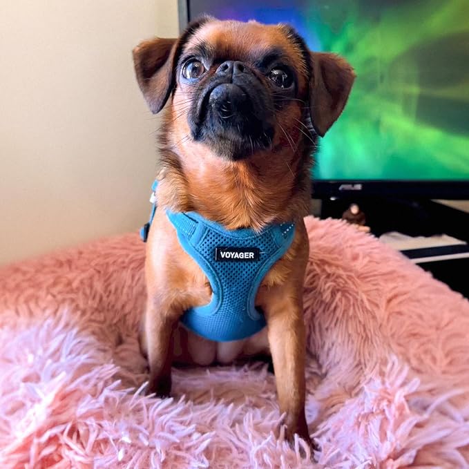 Voyager Step-in Flex Adjustable Dog Harness - Turquoise, Small | 15 - 18" in Chest, Fully Adjustable, Reflective Bands, All Weather Breathable Air Mesh, Lightweight, Fast Drying