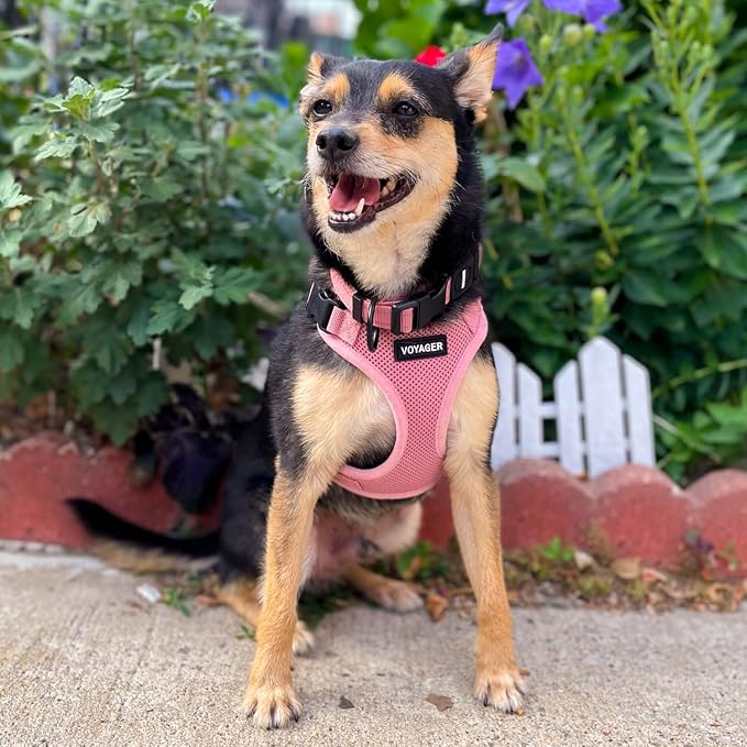 Voyager Step-in Lock Dog Harness - Pink, X-Large | 23 - 28" in Chest, Adjustable, Breathable Air Mesh, Lightweight for Daily Walks, Strong Clips, Heavy Duty D-Ring