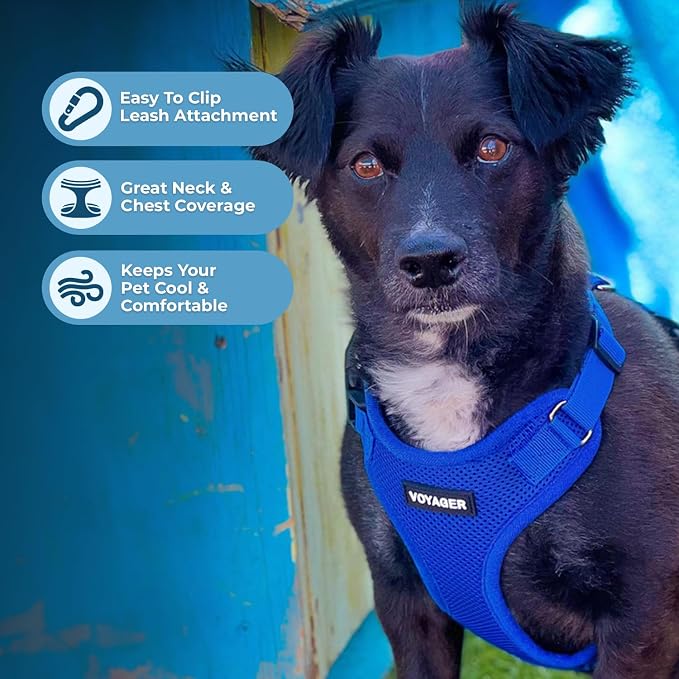 Voyager Step-in Lock Dog Harness - Royal Blue, Large | 20 - 25" in Chest, Adjustable, Breathable Air Mesh, Lightweight for Daily Walks, Strong Clips, Heavy Duty D-Ring