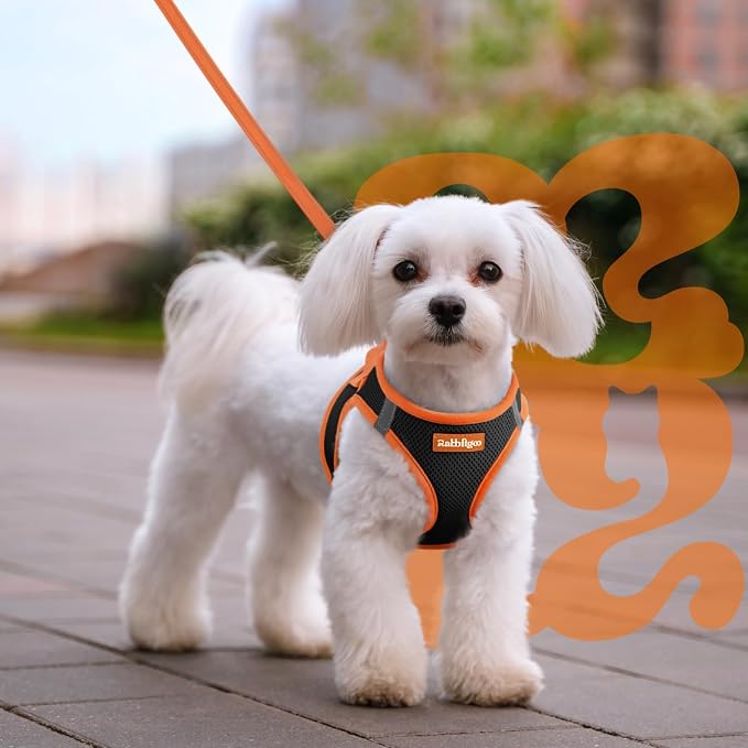 rabbitgoo Dog Harness Small Sized and Leash Set, Step in Soft Vest | Breathable Mesh, Easy Wear with Hook & Loop, Light and Reflective for Walking, Multi-colored, Black & Orange, L