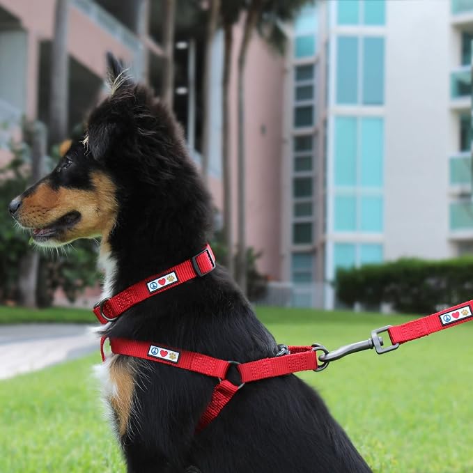 Pawtitas Solid 6 ft Orange Dog Leash XXS/Cat Custom Name and Phone Embroidery Strong Nylon Leash for Small Breeds