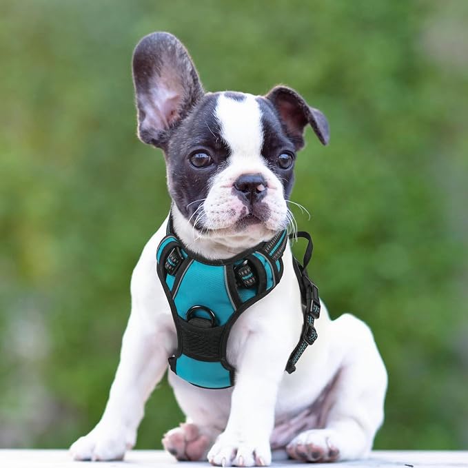 rabbitgoo Dog Harness, No Pull for Small Dogs with 2 Leash Clips, Pet Vest | No Choke with Handle, Adjustable Soft Padded, Reflective, Easy Control for Walking, Teal, Small