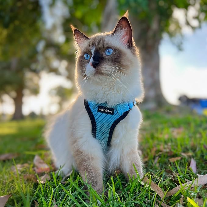 rabbitgoo Cat Harness and Leash Set, Escape Proof Vest, Light Blue | Soft Breathable Mesh, Easy Adjustable Fit, Snap Buckles, Sturdy Clip, Reflective Strips, for Medium to Large Cats Walks, M