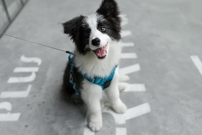 Voyager Dual Attachment No Pull Harness - Turquoise, Large | 25-30" in Chest, No Pull Dog Harness, Fully Adjustable, 3M Reflective Technology, Front & Back D-Rings, Walking & Training