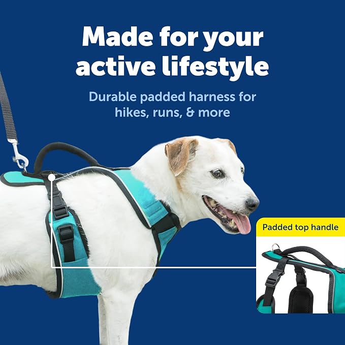PetSafe EasySport Dog Harness, Teal Blue, Small | Padded, Elastic Neckline Harness for Active Dogs, Reflective Piping for Visibility, Top Control Handle, Rear Leash Clip