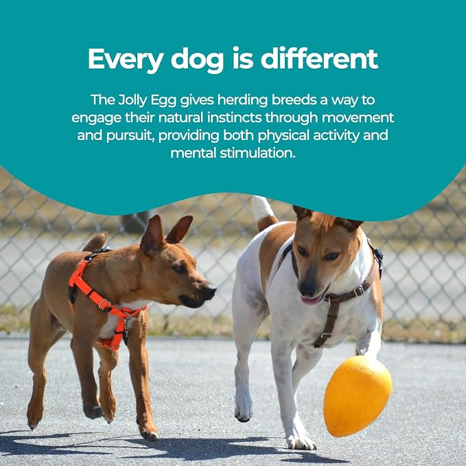 Jolly Pets Jolly Egg Herding Dog Toy, 8 in, Yellow - Erratic Roll | Egg-shaped herding ball for dogs that rolls unpredictably to trigger chase instincts, floats, and is made in the USA