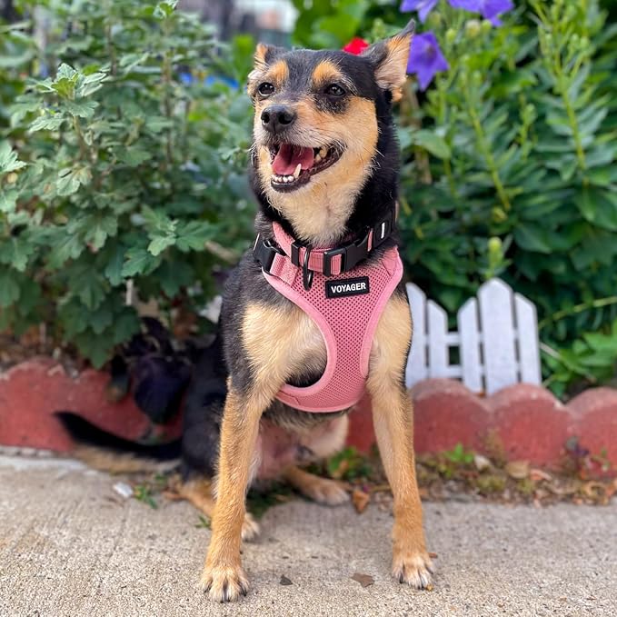 Best Pet Supplies Voyager Step-in Lock Pet Harness w Reflective Pet Leash Combo Set with Neoprene Handle 5ft - Supports Small, Medium and Large Breed Puppies/Cats - Pink, S