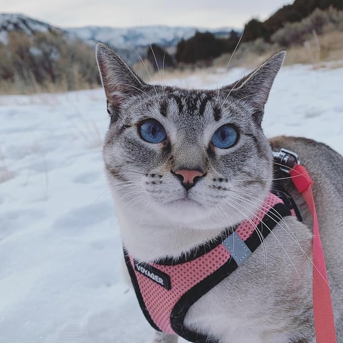 Best Pet Supplies Voyager Step-in Air All Weather Mesh Harness and Reflective Dog 5ft Leash Combo with Neoprene Handle, for Small, Medium and Large Breed Puppies - Pink Base, Small