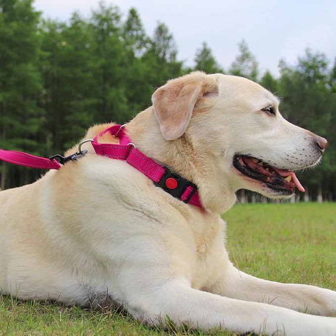 Joytale 6FT Double Handle Dog Leash for Training, Martingale Dog Collar(18.5-25"), Hotpink