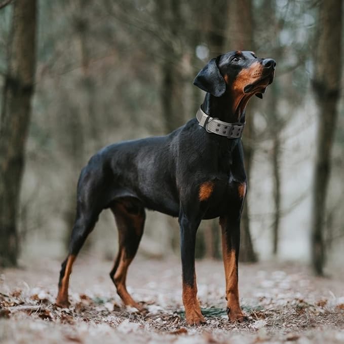 Fida Heavy Duty Dog Collar for Large Dogs with Metal Belt Buckle, Grey | 1.5" Width, Soft Neoprene Padded, Thicker Nylon Webbing, Adjustable Fit, Reflective Stitching for Night Safety