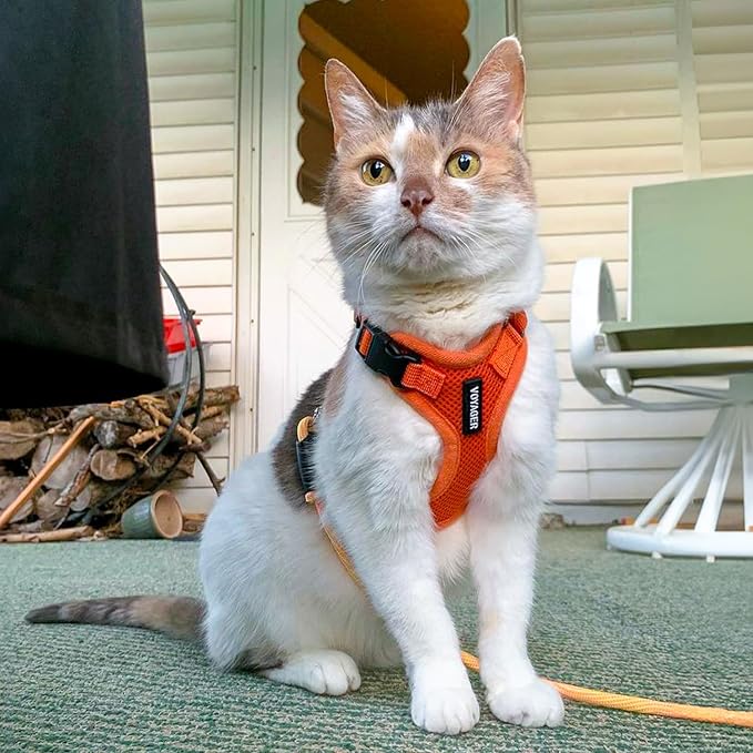 Best Pet Supplies Voyager Step-in Lock Pet Harness w Reflective Pet Leash Combo Set with Neoprene Handle 5ft - Supports Small, Medium and Large Breed Puppies/Cats - Orange Set, XL