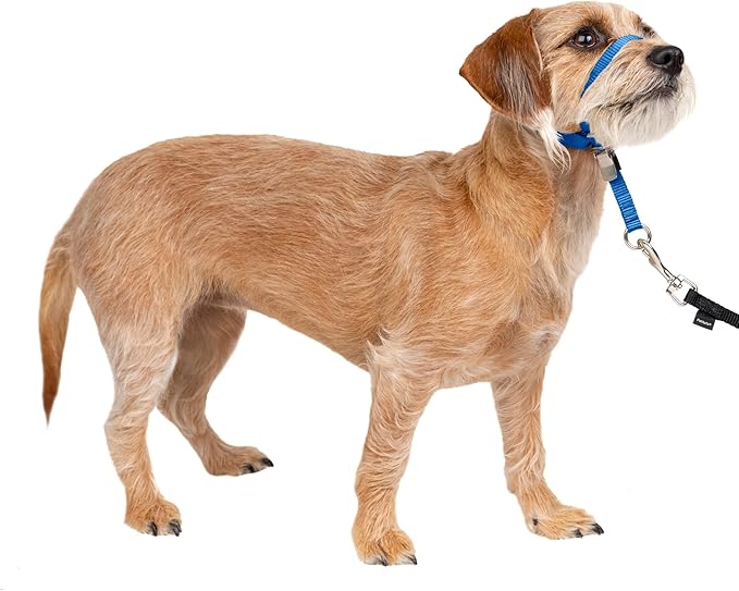 PetSafe Gentle Leader No Pull Dog Headcollar, Royal Blue, Small | Veterinary Behaviorist-Designed No-Pull Headcollar Redirects Pulling Instinct, Padded Neoprene Nose Loop, Quick-Snap Fit