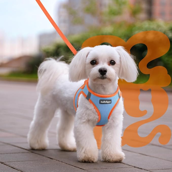 rabbitgoo Dog Harness Small Sized and Leash Set, Step in Soft Vest | Breathable Mesh, Easy Wear with Hook & Loop, Light and Reflective for Walking, Multi-colored, Blue & Orange, L