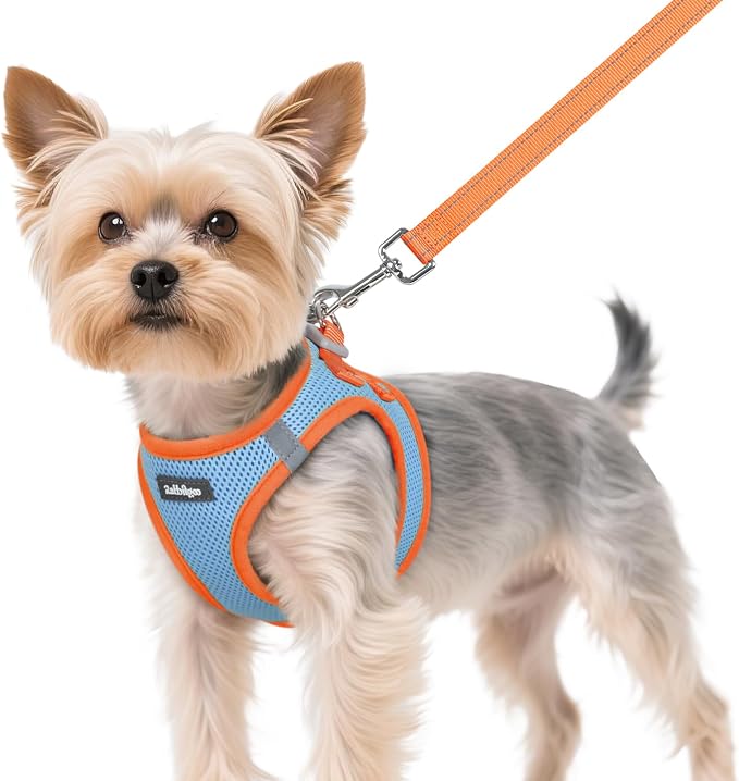 rabbitgoo Dog Harness Small Sized and Leash Set, Step in Soft Vest | Breathable Mesh, Easy Wear with Hook & Loop, Light and Reflective for Walking, Multi-colored, Blue & Orange, XS