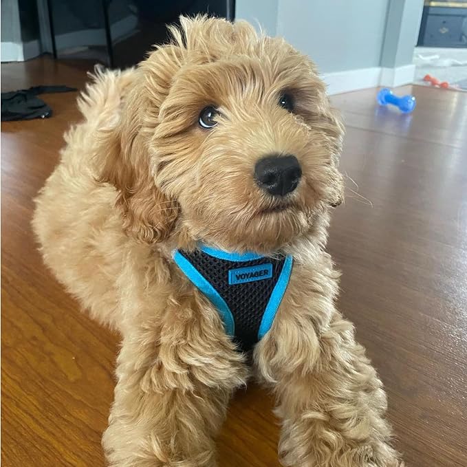 Voyager Step-in Air Dog Vest Harness - Black/Blue Trim, X-Small | 13 - 14.5" in Chest, Reflective Bands, All Weather Breathable Air Mesh, Cats Compatible, Lightweight, Fast Drying
