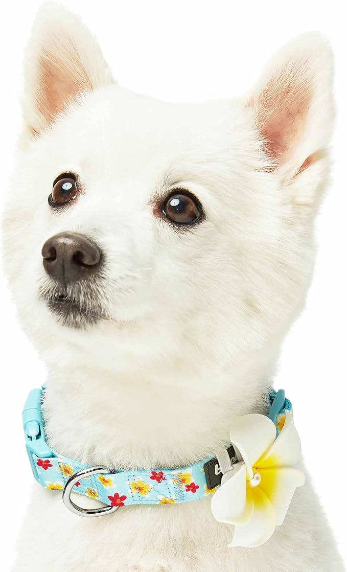 Blueberry Pet Fragrant Plumeria Adjustable Dog Collar with Detachable Accessory, Aqua, Medium, Neck 14.5"-20"