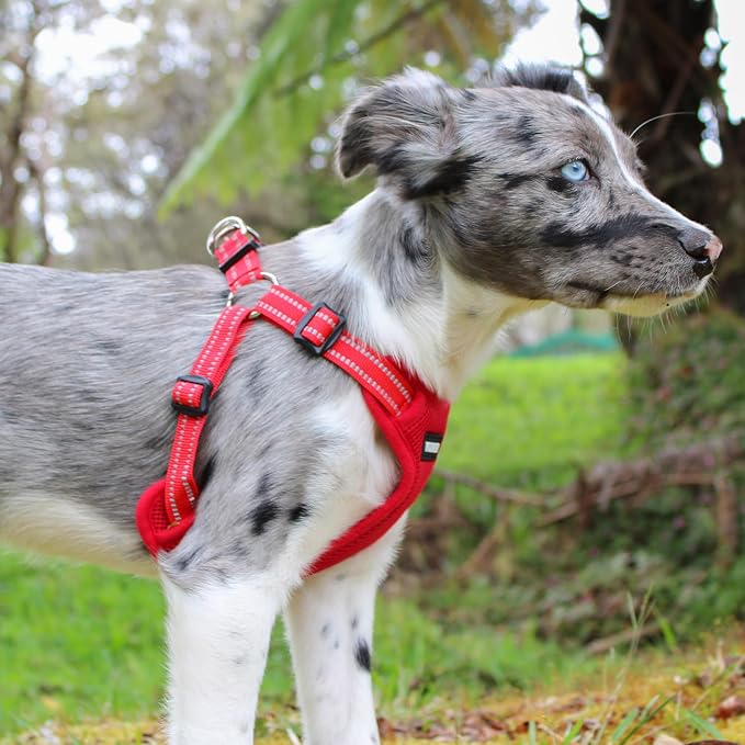 Best Pet Supplies Voyager Adjustable Step-in Flex Breathable Mesh Dog Harness for Small Medium Large Dogs Leash Set (Red), XS
