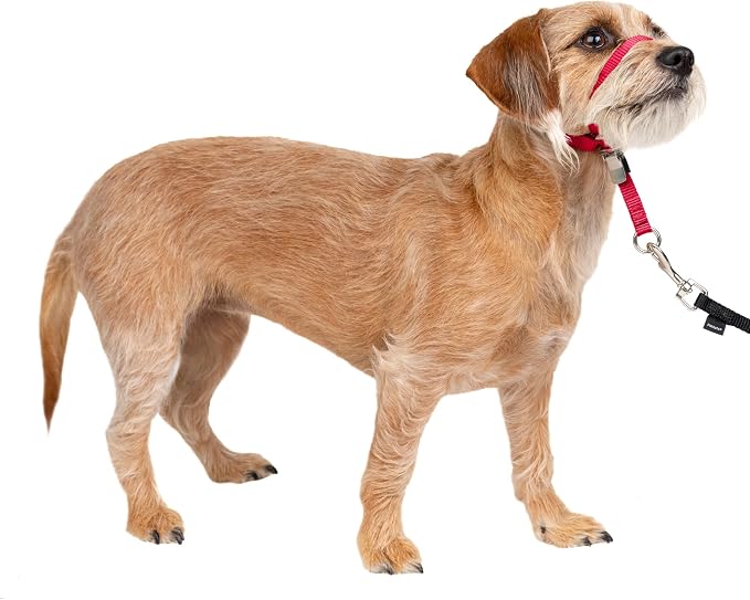 PetSafe Gentle Leader No Pull Dog Headcollar, Red, Small | Veterinary Behaviorist-Designed No-Pull Headcollar Redirects Pulling Instinct, Padded Neoprene Nose Loop, Quick-Snap Fit