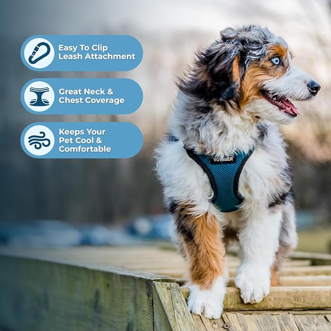 Best Pet Supplies Voyager Step-in Lock Pet Harness w Reflective Pet Leash Combo Set with Neoprene Handle 5ft - Supports Small, Medium and Large Breed Puppies/Cats - Turquoise/Black Trim Set, M